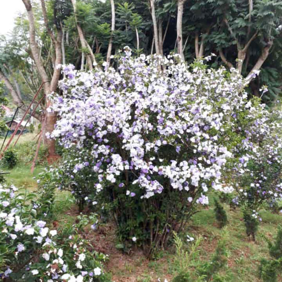 Brunfelsia Tree Live Plant, Yesterday Today Tomorrow Plant, Change Color Flower, Brunfelsia Bush Shrub for Bonsai in Garden, Spring Bloom
