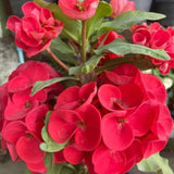 Red Crown of Thorns Plant Live, Crown of Thorns Live Plant, 4 Inc Potted, Perennial Succulent Plant Live