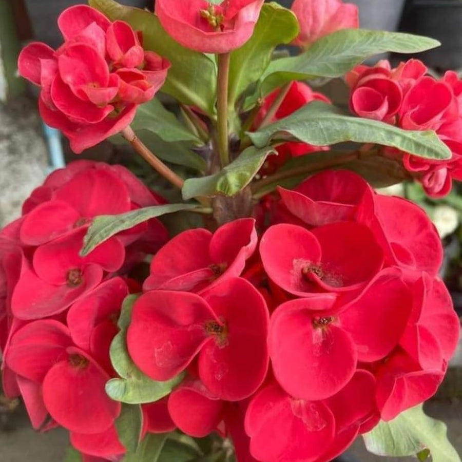 Red Crown of Thorns Plant Live, Crown of Thorns Live Plant, 4 Inc Potted, Perennial Succulent Plant Live