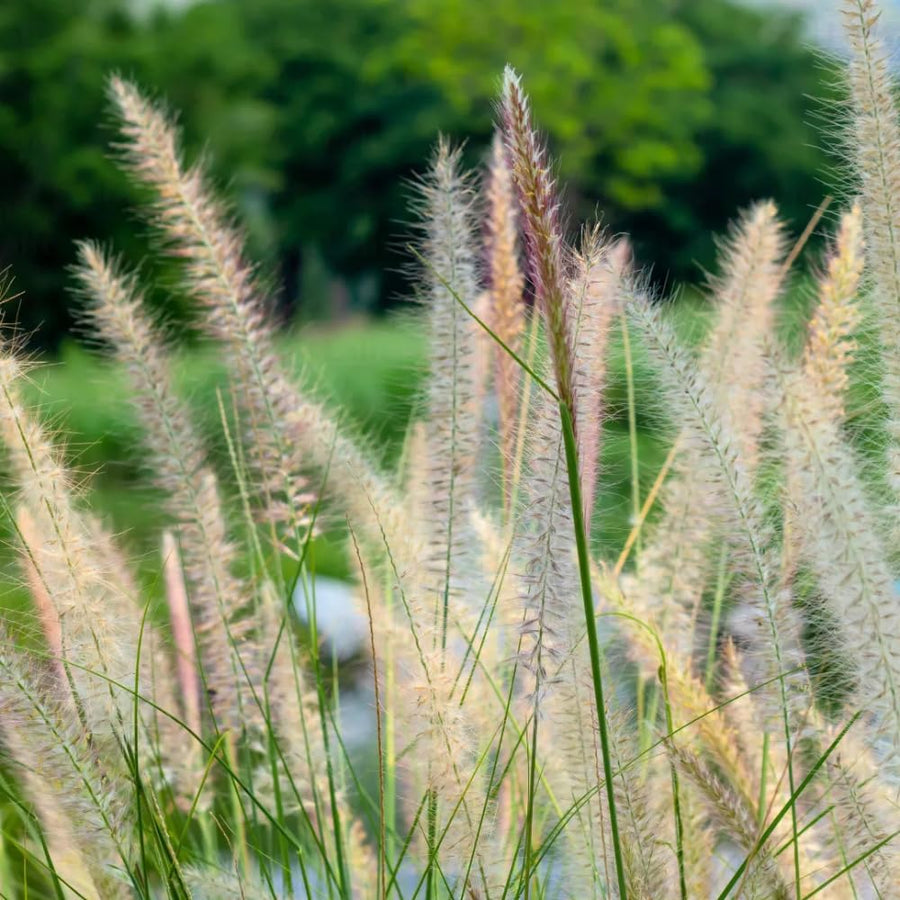 2 Foutain Grass Live Plants, Perennial Grass Clumps for Outdoor Landscaping Growing, Ornamental Grasses Ready to Grow 4-9 Inches (Dwarf White Fountain)