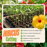 Red Yellow Hibiscus Plant Live, Well-Rooted Hibiscus Flowers, 5-7 Inches Tall, Tropical Flowering for Indoor Outdoor Planting
