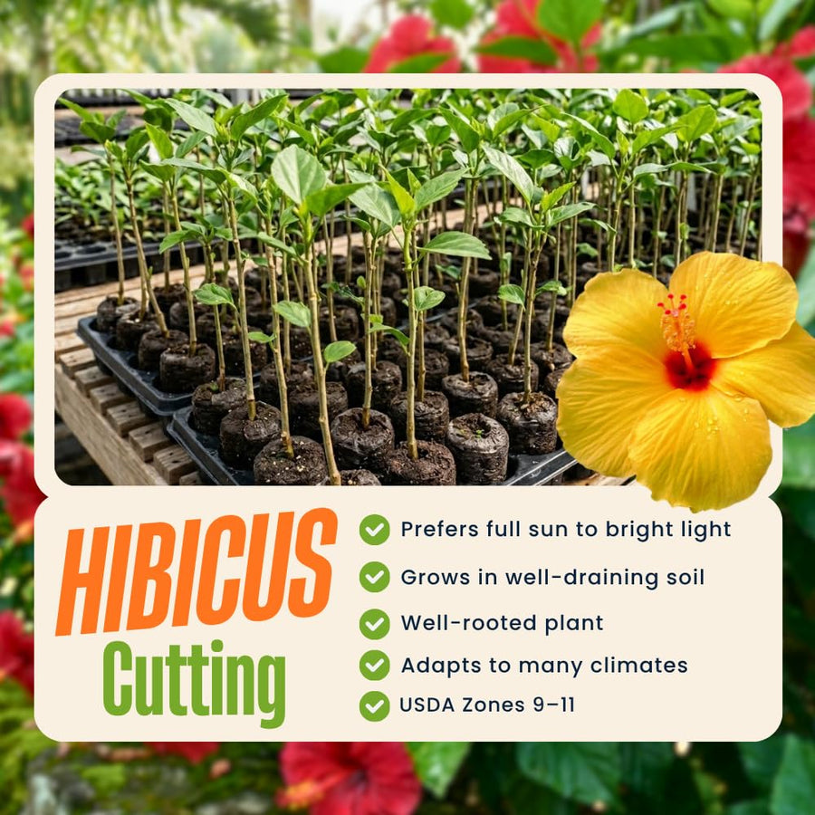 Red Yellow Hibiscus Plant Live, Well-Rooted Hibiscus Flowers, 5-7 Inches Tall, Tropical Flowering for Indoor Outdoor Planting