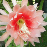 Epiphyllum Orchid Cactus Live Plant, 2 Plants Per Pot, Blooming Orchid Cactus for Indoor or Outdoor Growing (Salmon Epiphyllum)