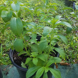 Set 2 Stevia Plants Live, 4 Inc Pot, Herb Plant for Outdoor Garden