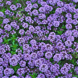 8000 Creeping Thyme Seeds for Planting - Low Growing Ground Cover Herb, Creeping Thyme Plant Seeds for Garden, Landscaping
