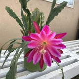 Orchid Cactus Plants in 3.5'' Pot, Epiphyllum Orchid Cactus Well Rooted 4-6'' Tall, Easy-Care Tropical Houseplant (Pink Bloom)