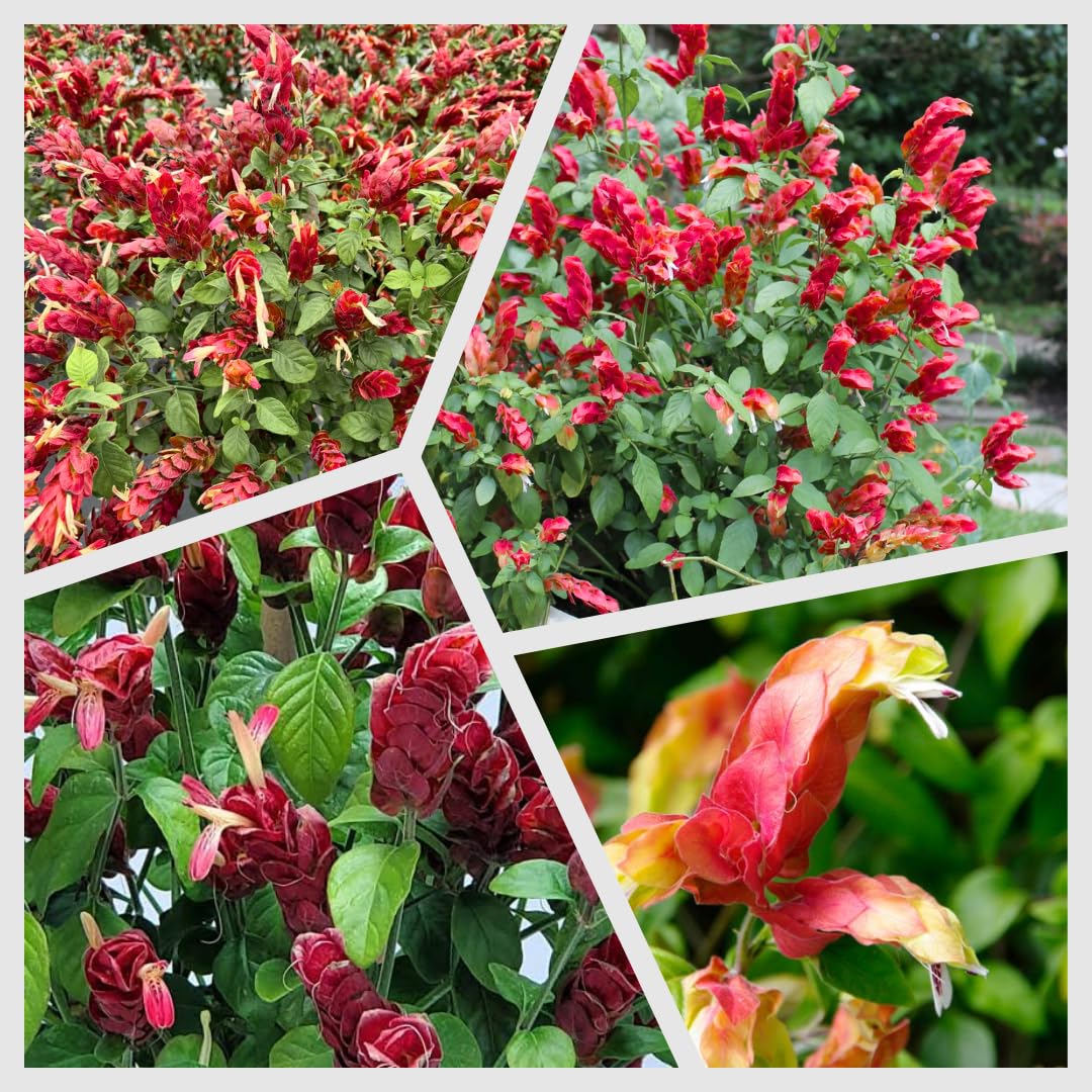 2 Mixes Shrimp Plants Live, Red and Yellow Flower Starter Plug Seedlings Justica Brandegeana Tree Bush, 4-7 Inches Tall