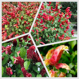 Red Shrimp Plants Live, Seedlings Justica Brandegeana Tree Bush, 5-9 Inches Tall