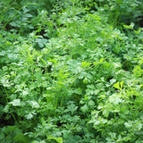Set 500 Cilantro Seeds for Planting, Cilantro Seed, Fragrant and Fast Growing Herb Shrub, Ready for Planting Outdoor Garden