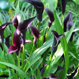 Set of 3 Black Calla Lily Bulbs for Planting, Ornamental Flower Bulbs for Garden Beds, Patio Pots, Flower Bulbs for Growing