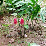 5-9" Awapuhi Shampoo Ginger Plants Live, Zingiber Zerumbet Pinecone Ginger Plants, Red Ginger Lily Flowers Outdoor Growing