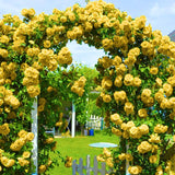 Rose Bushes Ready to Plant, Well-Rooted, Hardy Roses Tree 5 to 10 Inc Tall, Fragrant, Outdoor Planting (Yellow)