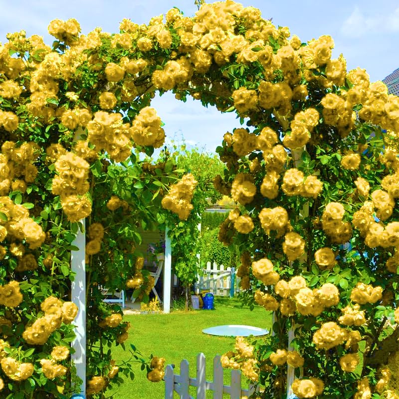 Rose Bushes Ready to Plant, Well-Rooted, Hardy Roses Tree 5 to 10 Inc Tall, Fragrant, Outdoor Planting (Yellow)