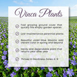 Set 50 Vinca Ground Cover Plants, Vinca Periwinkle Plants, 6-10 Inches Tall, Periwinkle Plant Live for Planting, Ideal for Indoor Outdoor Garden