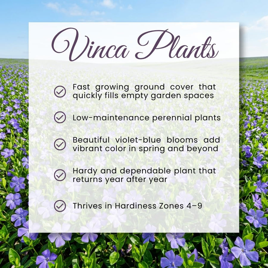 Set 50 Vinca Ground Cover Plants, Vinca Periwinkle Plants, 6-10 Inches Tall, Periwinkle Plant Live for Planting, Ideal for Indoor Outdoor Garden