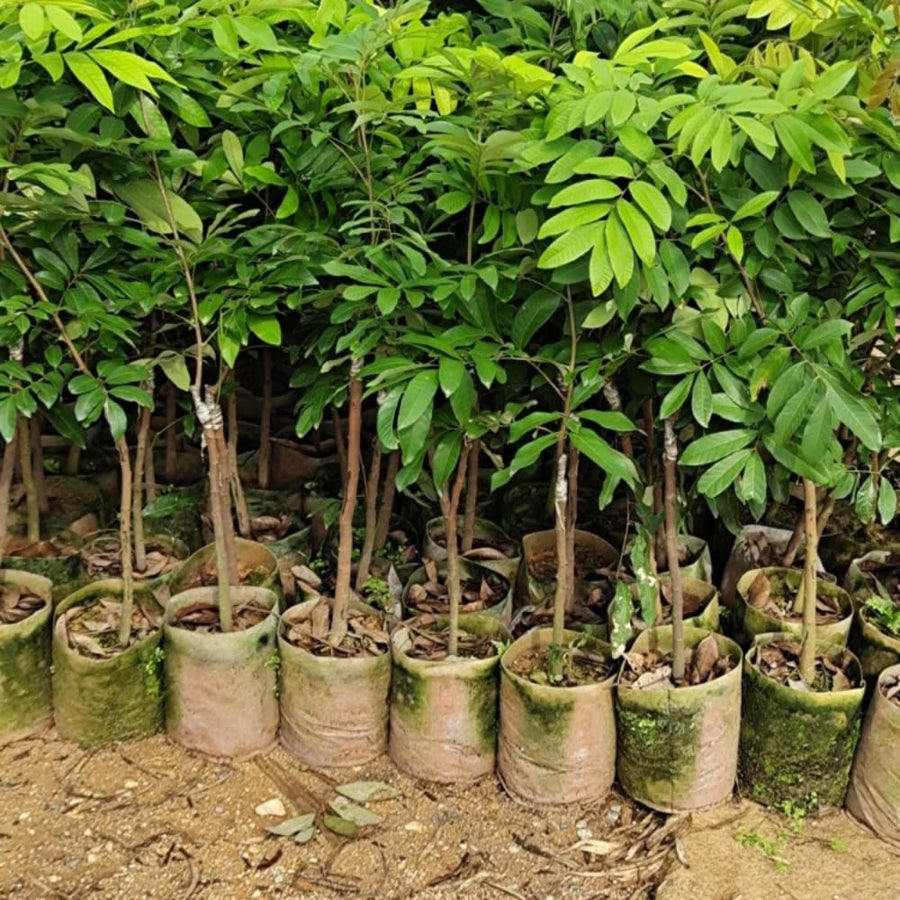 Tropical Longan Tree Live Plant, 1 Year Old Tree, 8-10 Inches Tall in 4 Inch Pot, Well-Rooted Fast-Growing Fruit Tree for Zones 9-11 Outdoor Spring Planting