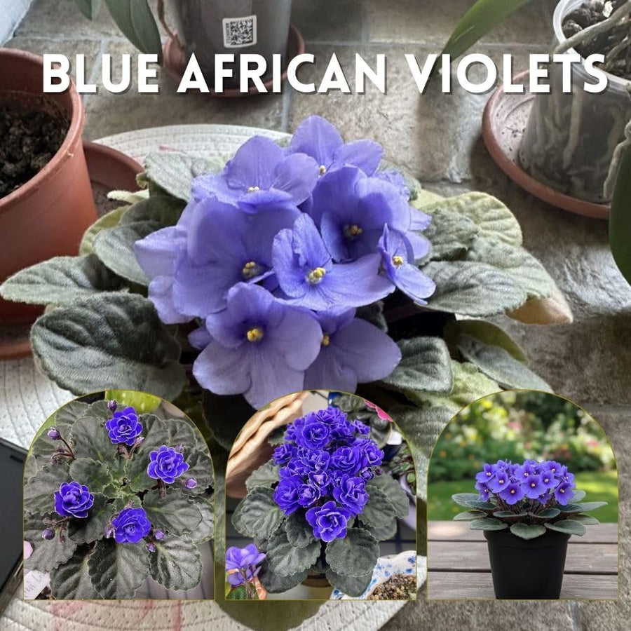 African Violets Live Plant 4-8 Inches Tall, 4 Inch Pot, African Violets Plants Live, Flowering Houseplant for Planting (Blue African Violets)