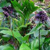 2 Black Tacca Plants Live in 2 Inch Pot - Black Bat Flower Houseplant Great for Indoor and Outdoor Gardening - Easy to Care