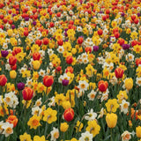 10 Mix Tulip and Daffodil Bulbs for Spring Planting, Coloful for Spring Bloom, Outdoor Planting