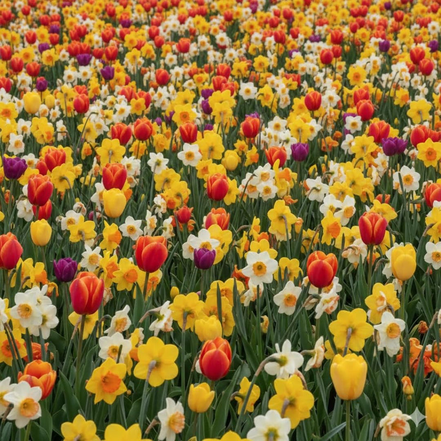 10 Mix Tulip and Daffodil Bulbs for Spring Planting, Coloful for Spring Bloom, Outdoor Planting