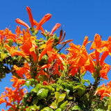 2 Orange Honeysuckle Plants Live for Planting, Size 3 to 5 Inch Tall Honeysuckle Plant, Perennial Flower Vine Shrub for Grow Outdoors, Well Rooted