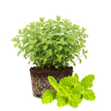 TANKDA Sets 2 Live Mint Plants Herb No Pot, Fresh Strawberry Mint for Indoor Outdoor Growing, Spring Planting, 5-9" in Tall