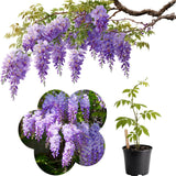 Live Purple Wisteria Live Plant, Climbing Wisteria, Flowering Vine, 6-12 Inch Tall 2.5 Inch Pot for Indoor or Outdoor Planting