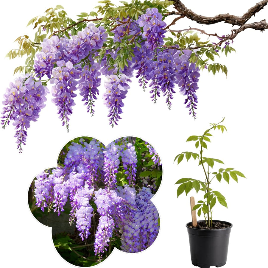 Live Purple Wisteria Live Plant, Climbing Wisteria, Flowering Vine, 6-12 Inch Tall 2.5 Inch Pot for Indoor or Outdoor Planting