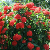 2 Dwaft Ixora Plants Live, Flowers Plants, Live Ixora Plant from 4 Inc Tall Well Rooted (Red)