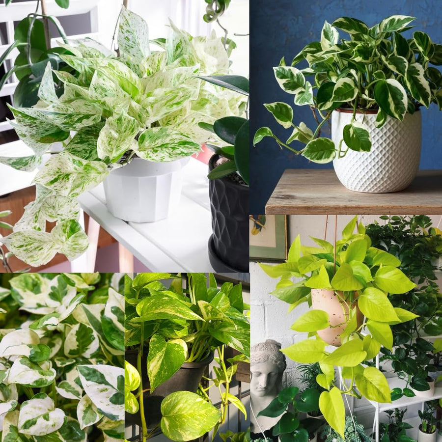 6 Mix Pothos Live Plants in Pot, 3 to 6 Inc Tall Pothos Live Plant, Assorted Varieties Vine Houseplants for Indoors Outdoors Garden, Hanging Basket, Easy to Care