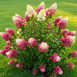 Pink White Hydrangea Plant Live Tree, Rare Color, 4" Pot, Perennial and Hardy Blooming Shrub for Garden Spring Planting