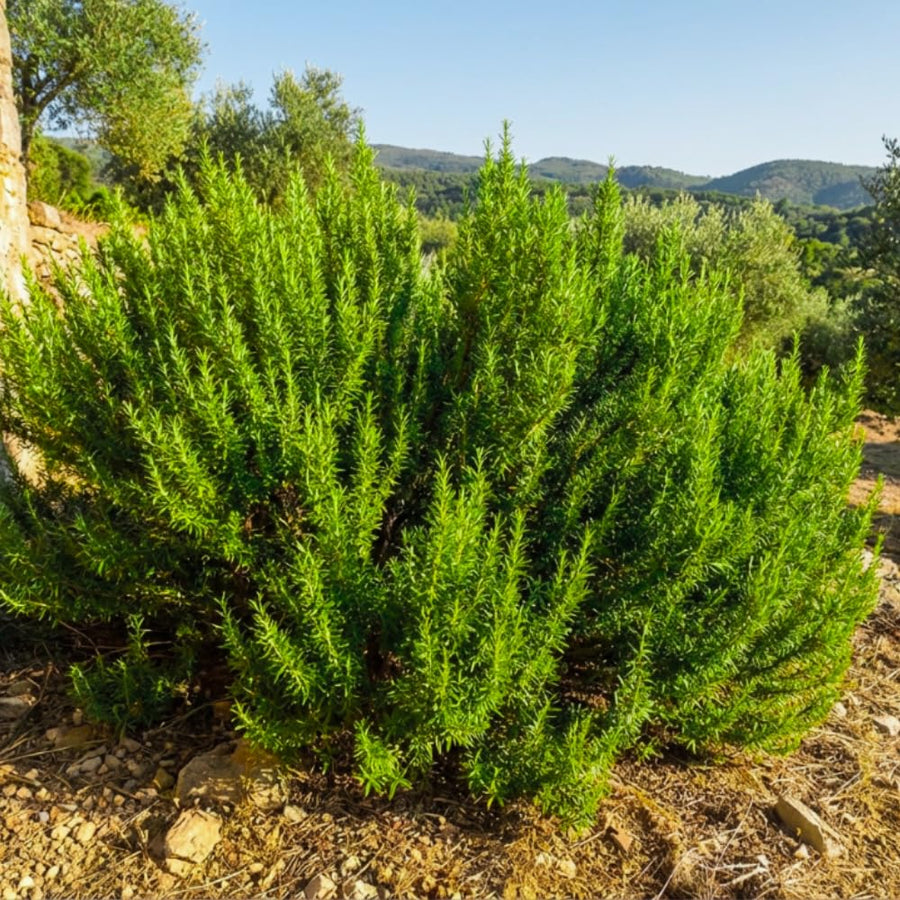 Pack of 400 Rosemary Seeds for Planting, Rosemary Seed, Heirloom Herb Seeds for Indoor Outdoor Garden
