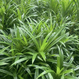 Pandan Live Plant 2ft Tall, Pandan Edible Plant Live for Grow Indoors Outdoor, Tropical Herb Plants