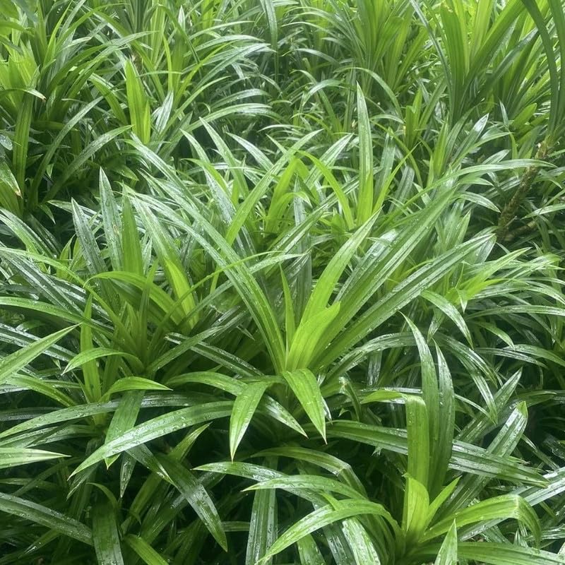 Pandan Live Plant 2ft Tall, Pandan Edible Plant Live for Grow Indoors Outdoor, Tropical Herb Plants