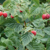 Red Raspberry Plant Live, Sweet Raspberry Bush Shrub to Grow, 6-8'' Tall in 4 Inches Pot, Raspberries Seedling for Outdoor Growing