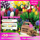 50 Mix Flower Bulbs for Spring Planting, Spring Garden, Early Colorful Blooms, Winter Hardy, Ground Cover Flowerbeds, Borders