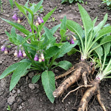 5 Comfrey Bocking 14 Live Roots, Fast Growing Perennial Herb Plant for Garden, 4 Inches Cuttings