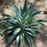 Agave Live Plant Succulent, 8 Starter Plants, Hardy Ornamental Cactus Agave for Indoor or Outdoor Planting, Blue Green Leaves