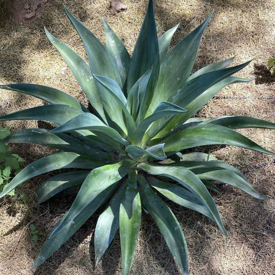 Agave Live Plant Succulent, 8 Starter Plants, Hardy Ornamental Cactus Agave for Indoor or Outdoor Planting, Blue Green Leaves