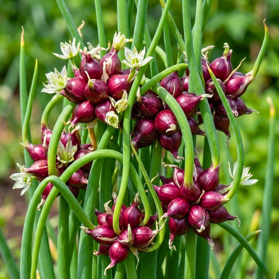 200 Walking Onion Seeds for Planting, Hardy Perennial Vegetable Egyptian Walking Onion Seeds for Indoor Outdoor Garden and Patio Growing
