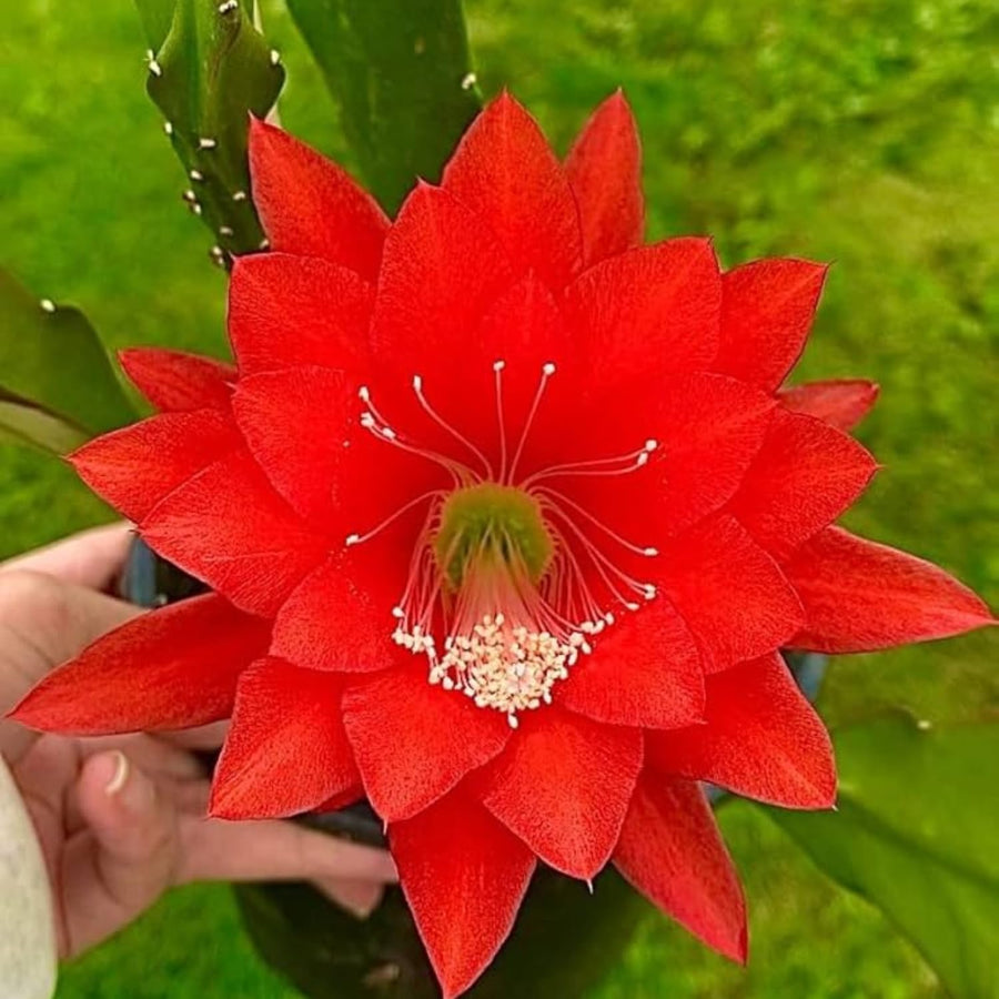 1 Feet Epiphyllum Orchid Cactus Plants Live, Vibrant Color Orchird Cactus Fully-Rooted in 4" Pot, Cold Hardy, Fragrant (Red)