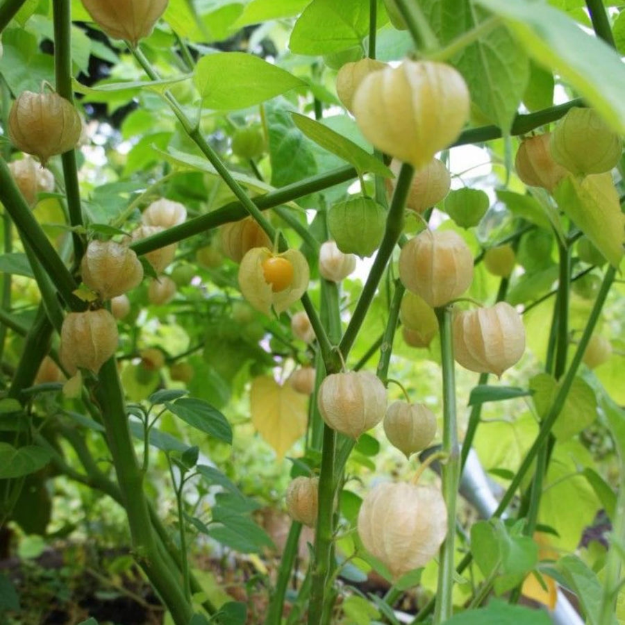 Cape Gooseberry Plant in 4 Inch Pot, Live Golden Berry Ground Cherry Plants, 6-9" Tall Sweet Tropical Fruit Plant, Easy to Grow Plants