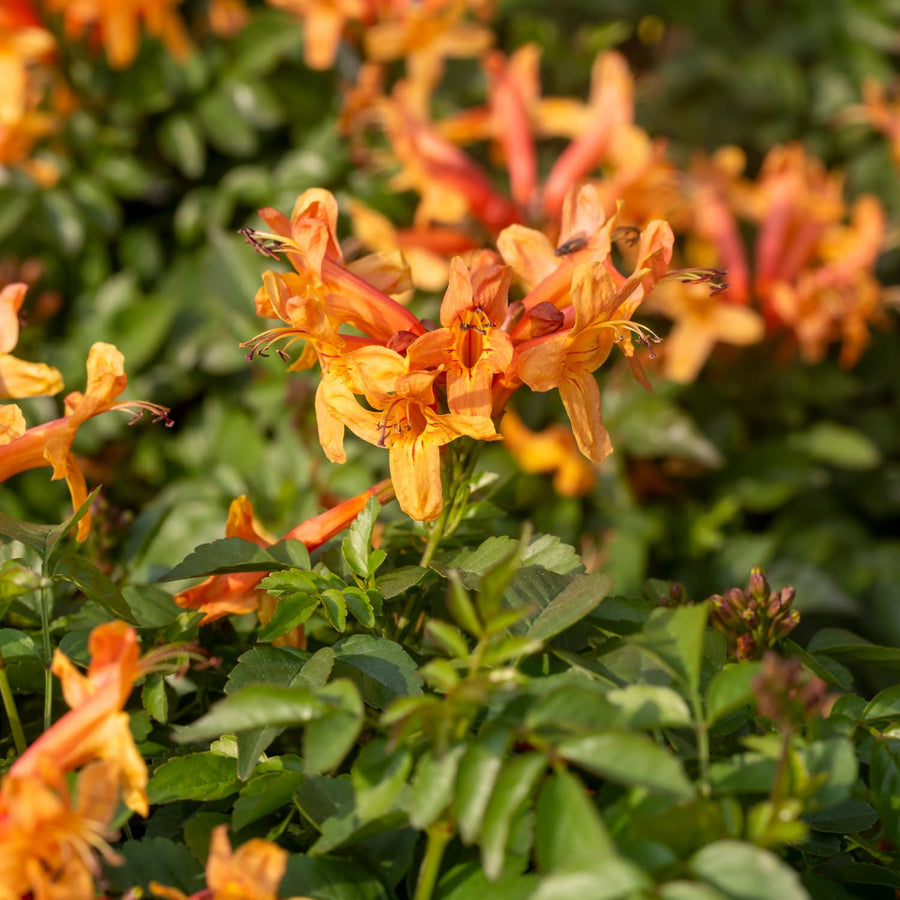 Orange Honeysuckle Plant Live 4'' Pot, Fragrant Perennial Honeysuckle Vine Live Plant, 6-8'' Tall Starter Plant for Planting