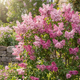 Pink Lilac Plants 12–18" Tall, Well Rooted Live Flowering Lilac Shrubs for Patio, Container and Backyard Landscaping
