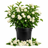 Duke of Tuscany Jasmine Plant in Half Gallon Pot, Fragrant White Jasmine Climbing Vine, Flowering Jasmines for Outdoor Garden