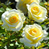 Rose Bush Live Plant - Heirloom Rose Plant Live - Fragrant Rose Flowers Hybrid Tea Rose Seedling - Bareroot with Soil 5-10 Inc Tall (Light Yellow Rose)