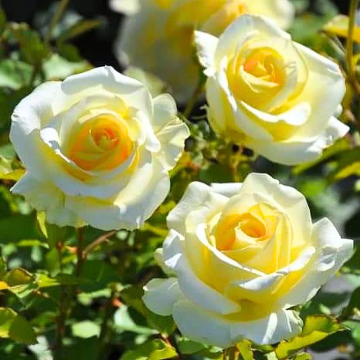 Rose Bush Live Plant - Heirloom Rose Plant Live - Fragrant Rose Flowers Hybrid Tea Rose Seedling - Bareroot with Soil 5-10 Inc Tall (Light Yellow Rose)