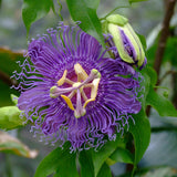 Purple Passion Flower Plant - Violet Purple Blue Passion Flower Vine Live Plant - Size 5 to 7 Inch Tall, Passiflora Flowers Starter Plant, Without Pot