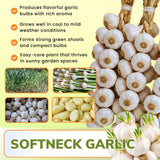 4 Large Solfneck Garlic Bulbs for Planting, Garlic for Planting, High-Yield Hardy Garlic for Garden