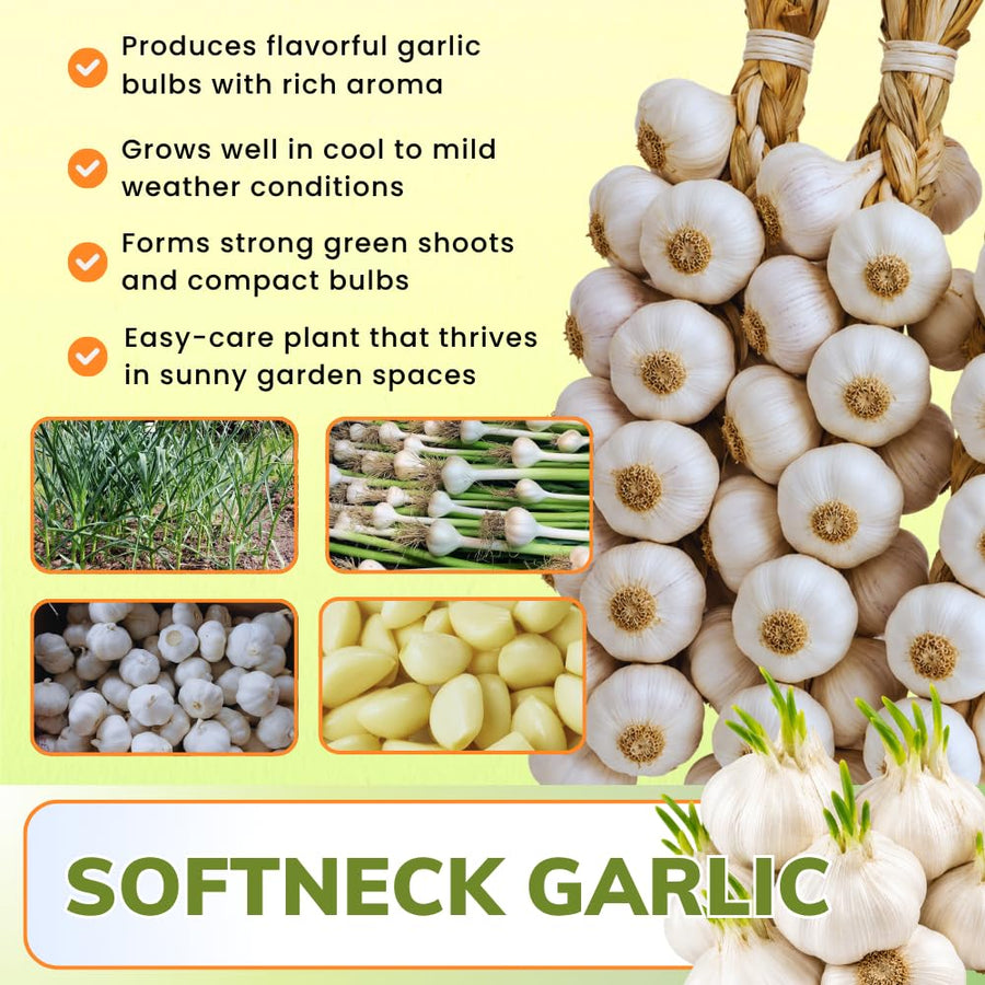 4 Large Solfneck Garlic Bulbs for Planting, Garlic for Planting, High-Yield Hardy Garlic for Garden